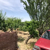 باغ تهراندست هشتگرد تنکمان