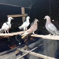 جوجه کفتر کبوترپرشی