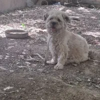 سگ شیتزو اصل