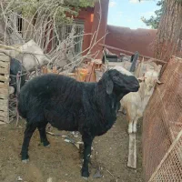 قوچ شال