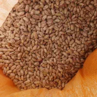 لوبیا چیتی اوزبک بوجاری شده