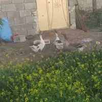 غاز محلی