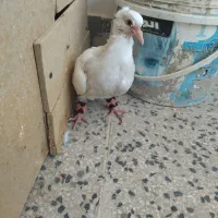 توقی کاکلی
