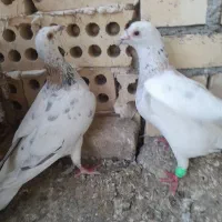 کفتر المانی جوجه