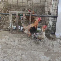 مرغ تخم گذار