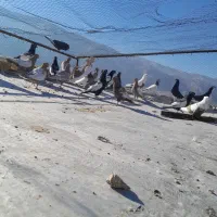 کفتر بهبهونی