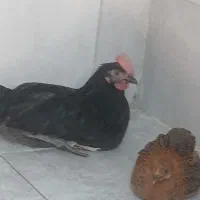 جوجه مرغ وجوجه خروس شهرستان سرتب