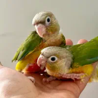 گرینچیک جوجه نرم خور شده
