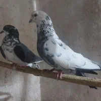 سایر|پرنده|میبد, |دیوار