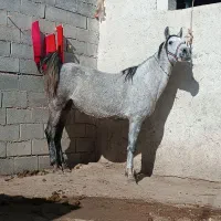 مادیون فروشی