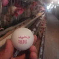 پخش تخم مرغ کلی وجزی