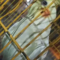 یک‌عروس‌پاریس‌نر