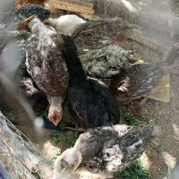 جوجه بوقلمون جوجه مرغ محلی 2ماهه و 20روزه