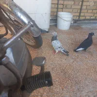 جوجه خروس