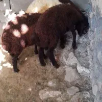 سه راس بره نر همو فروشی