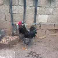خروس گلین طوسی ذغالی