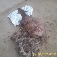 ۱۴ راس بره نر