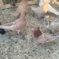 کبوتر