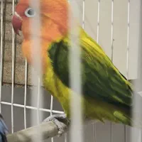 معاوضه کوتوله ماده با نر