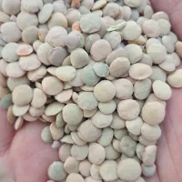 عدس بذری و خوراکی درجه یک زیر قیمت بازار فوری