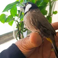 فروش پرنده سهره