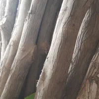 چوب گردو