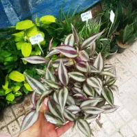 برگ بیدی گل یخ ابلق و سبز کراسولاآتشین