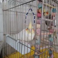 جفت عروس هلندی