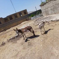 الاغ ماده کره دار