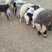 بره و بزغاله قیمت مناسب