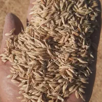 جو دامی