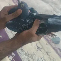 کبوتر مصافتی