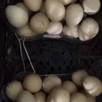 تخم. مرغ. شاخدار