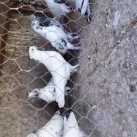 کفتر