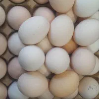 تخم مرغ دو زرده