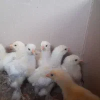 جوجه برهما اصل