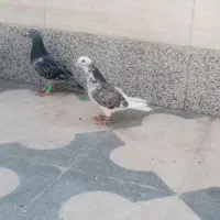 کبوتر،