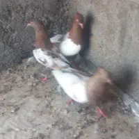 کبوتر
