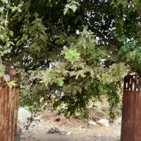 فروش-زمین-مسکونی-150-متر-خان-به-بین-روستای-گلند