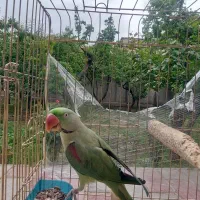 شاه طوطی سخنگو