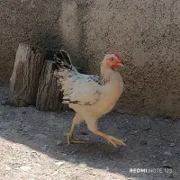 خروس