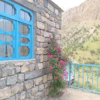بومگردی جنگلی بلوط