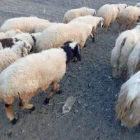 سه عدد  شیشک چاق