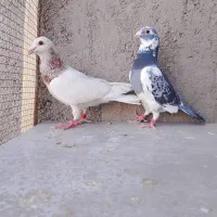 کبوتر