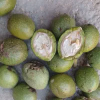 گردو کاغذی تازه