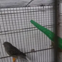 دو تا قناری ماده اماده  جوان