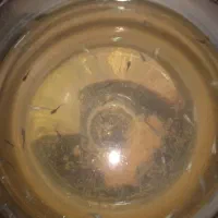 بچه ماهی گوپی سالم