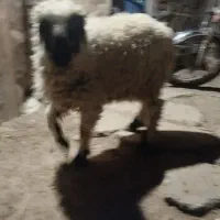 کابر لنگ سه تایی