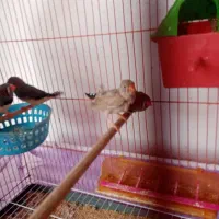 فنچ کینگ|پرنده|مرند, |دیوار