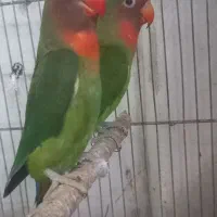 کوتوله برزیلی